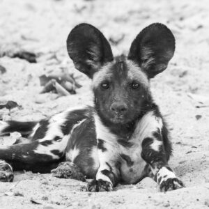 African Wild Dog Pup