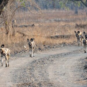 African Wild Dogs