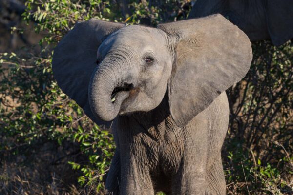 Baby Ellie