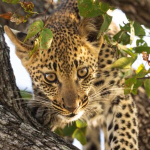 Baby Leopard