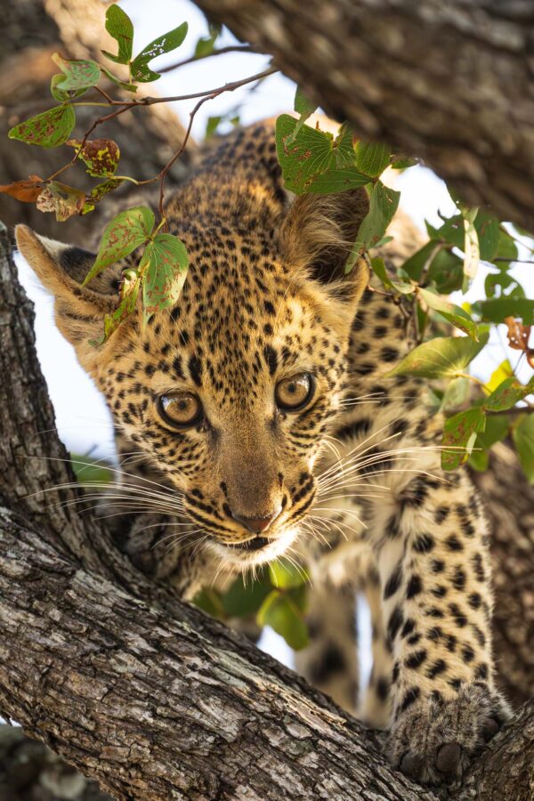 Baby Leopard