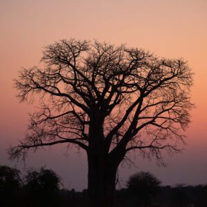 Baobab Sunset