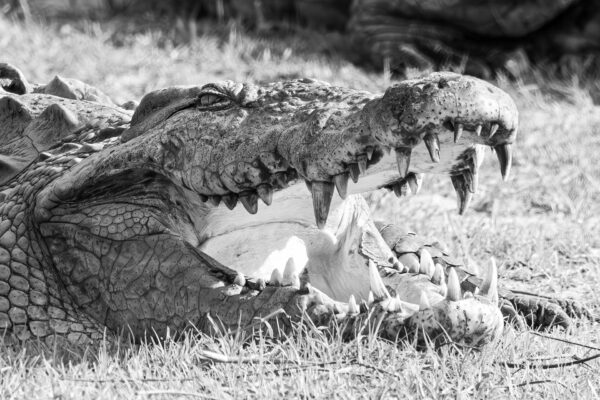 Croc