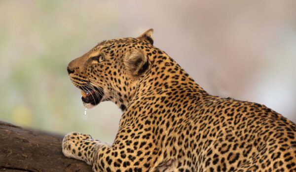 Drooling Leopard