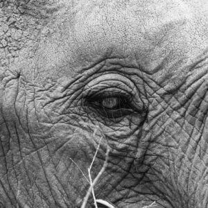Elephant Eye