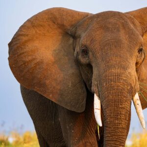 Elephant in The Reeds