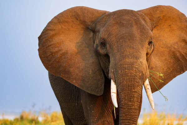 Elephant in The Reeds