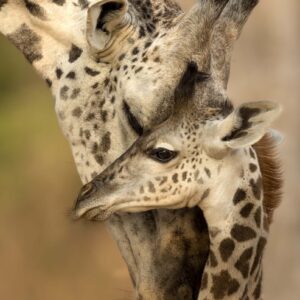 Giraffe Hug