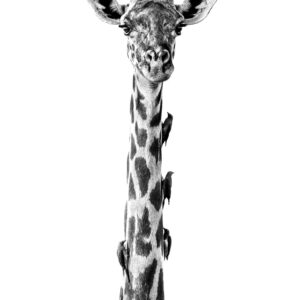 Giraffe with Oxpeckers