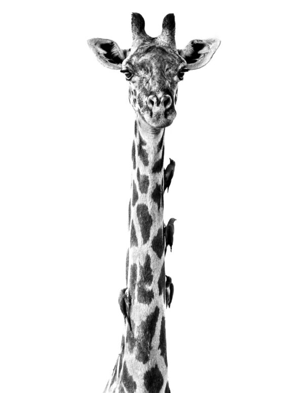 Giraffe with Oxpeckers