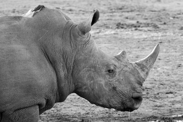 Light Eyed Rhino