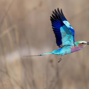 Lilac Breated Roller