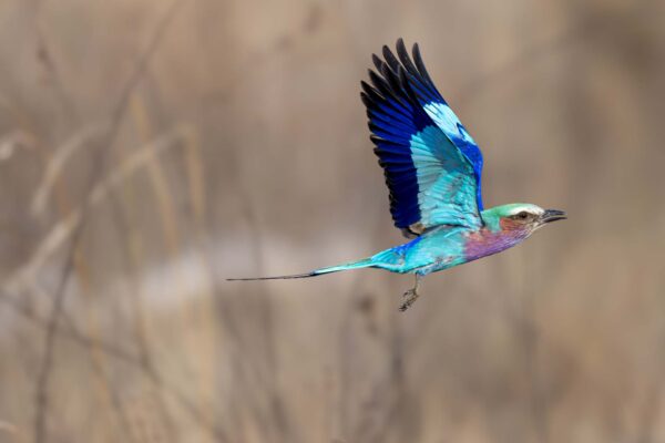 Lilac Breated Roller