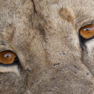 Lion Eyes
