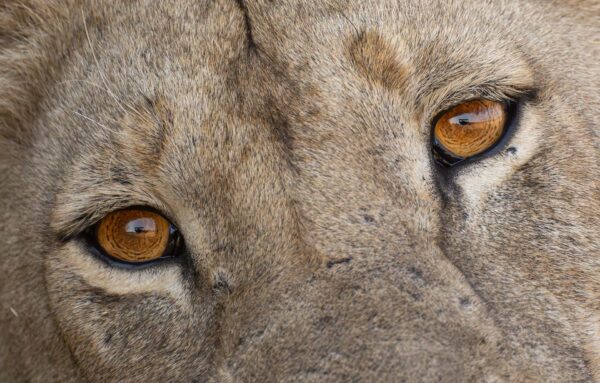 Lion's Eyes - Digital Download