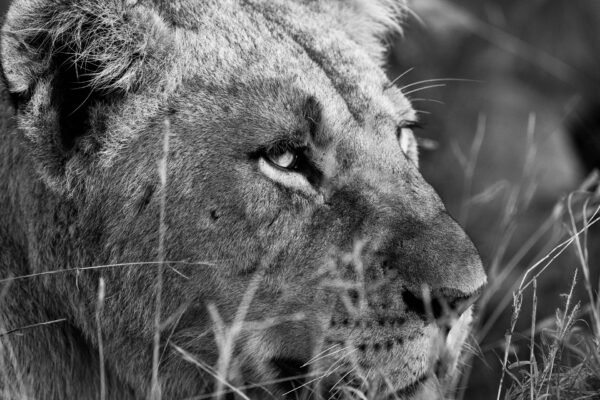 Lioness