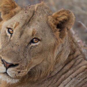 Lioness 2