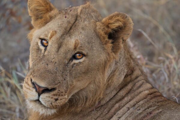 Lioness 2