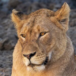 Lioness 3