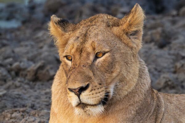 Lioness 3