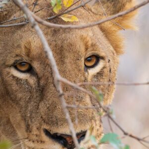 Lioness 4