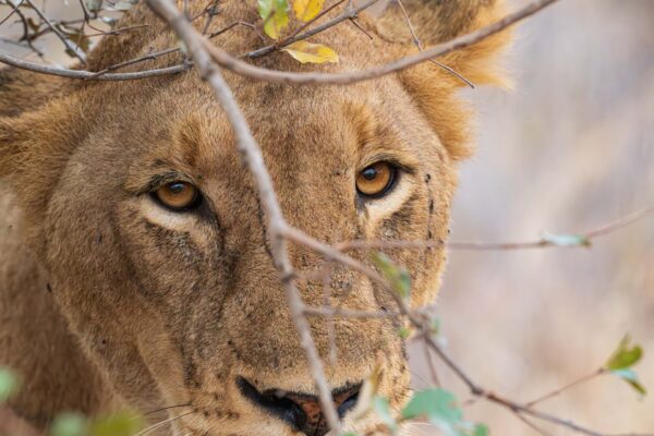 Lioness 4