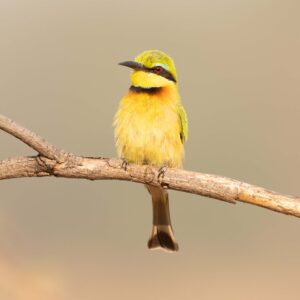Little Bee-Eater