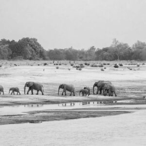 March of The Elephants