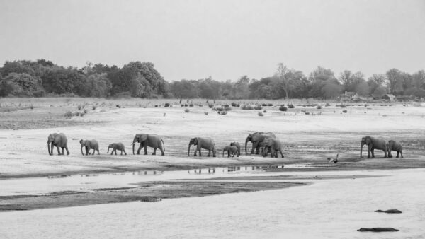 March of The Elephants