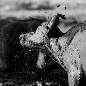 Shake It Off