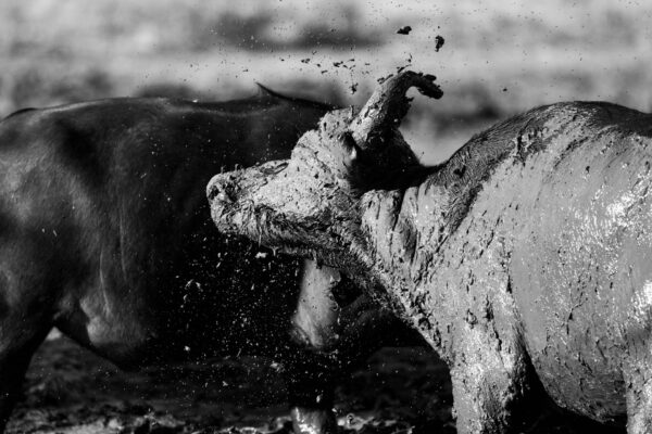Shake It Off