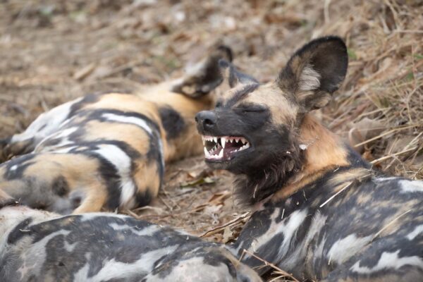Smiling Wild Dog