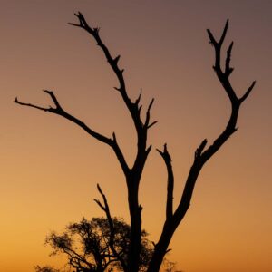 South African Sunset