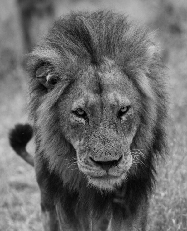 The King