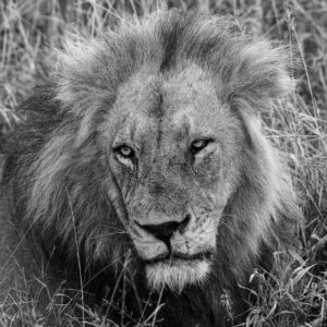 The King 2