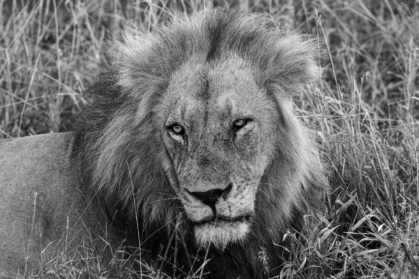 The King 2