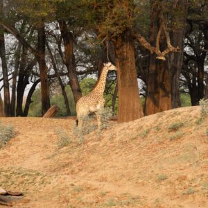 Tower of Giraffe