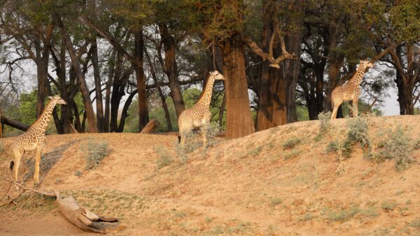 Tower of Giraffe