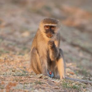 Vervet Monkey