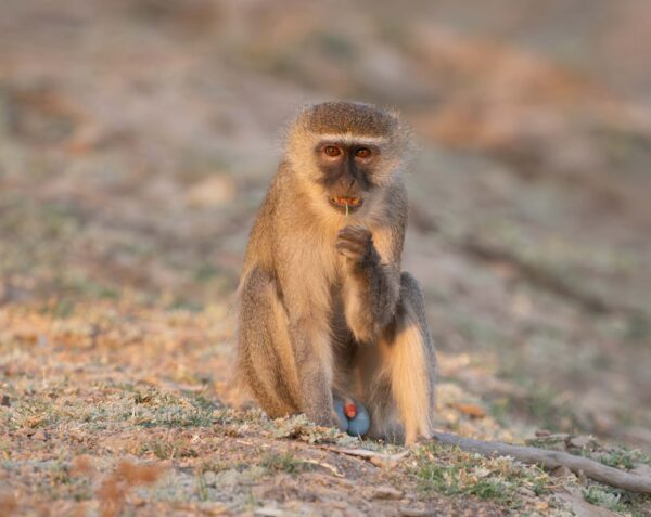 Vervet Monkey