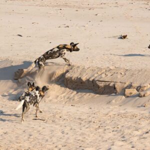 Wild Dogs Hunting