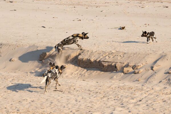 Wild Dogs Hunting