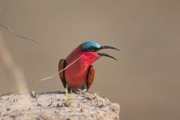 Zambia