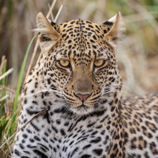 Zambian Leopard