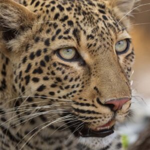Zambian Leopard 2