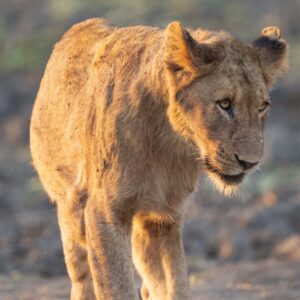 Juvenile Lion