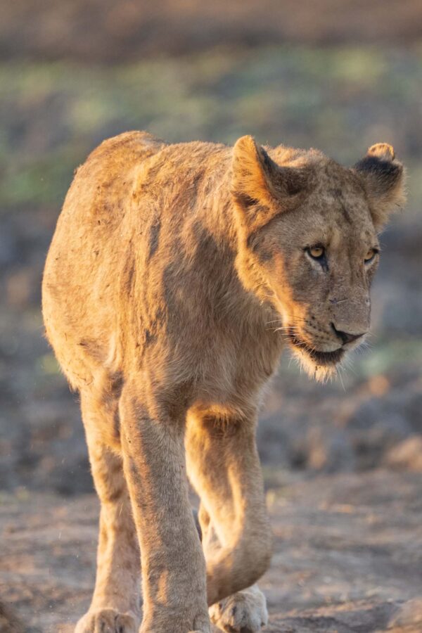 Juvenile Lion